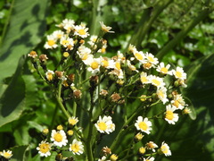 Senecio bonariensis