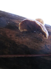 Deconica horizontalis