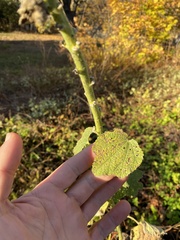 Alcea rosea