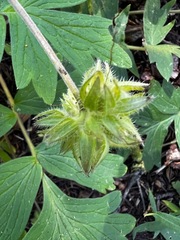 Hydrophyllum occidentale