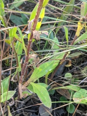 Carphephorus tomentosus