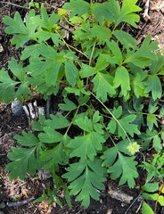 Hydrophyllum occidentale