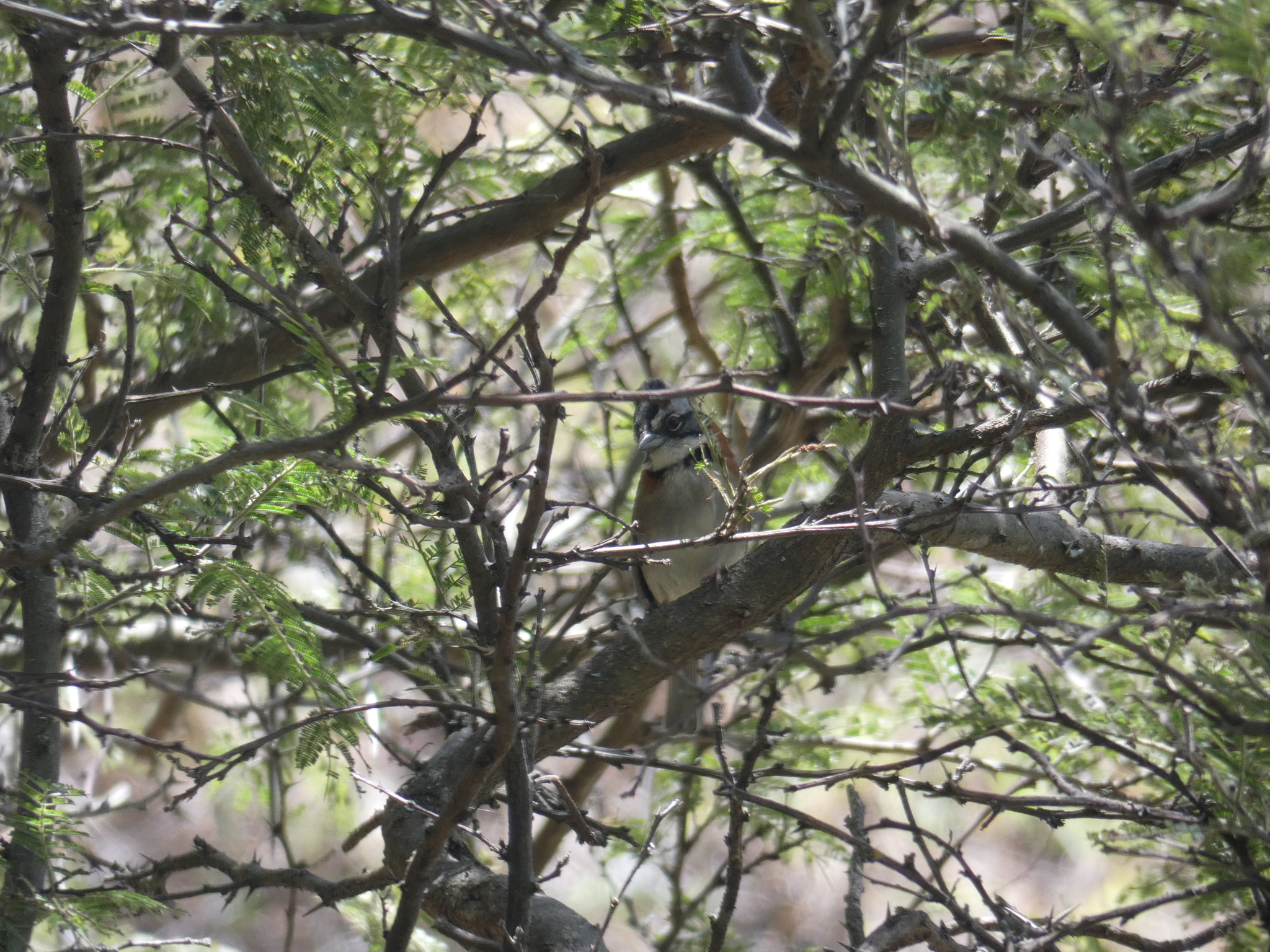 Zonotrichia capensis image