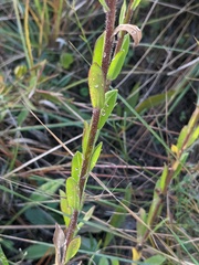 Carphephorus tomentosus