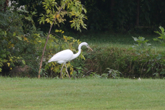 Ardea herodias occidentalis