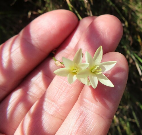 Geissorhiza juncea