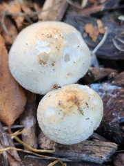 Amanita lavendula