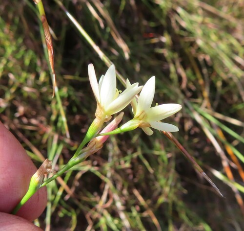Geissorhiza juncea