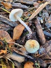 Amanita lavendula