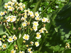 Senecio bonariensis