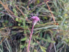 Carphephorus tomentosus
