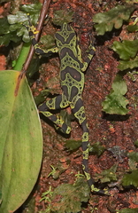 Atelopus spurrelli