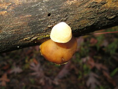 Deconica horizontalis