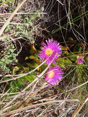 Carpobrotus mellei