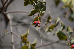 Tristerix peruvianus