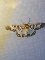 Pogonopygia nigralbata