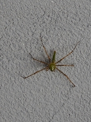 Peucetia longipalpis