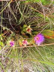 Carpobrotus mellei