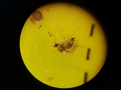 Elaphropeza ephippiata