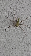 Peucetia longipalpis