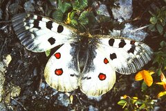 Parnassius phoebus