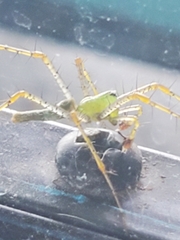 Peucetia longipalpis