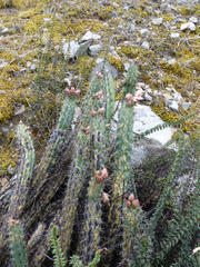 Corryocactus