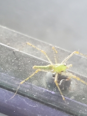 Peucetia longipalpis