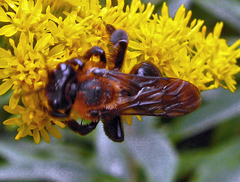 Andrena thoracica