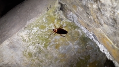 Periplaneta americana