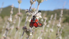 Zygaena sarpedon