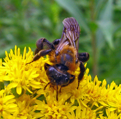 Andrena thoracica
