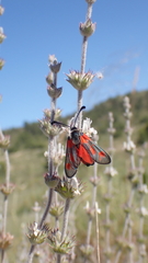 Zygaena sarpedon