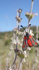 Zygaena sarpedon