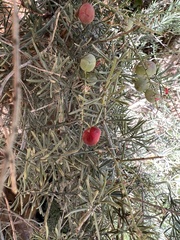 Asparagus aethiopicus