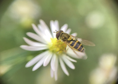 Syrphus rectus