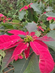 Euphorbia pulcherrima image