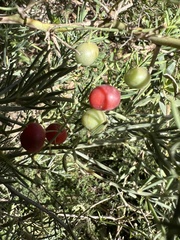 Asparagus aethiopicus