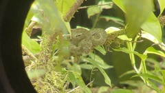 Bothriechis schlegelii