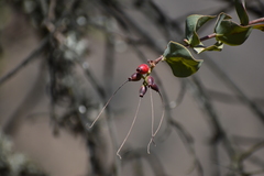 Tristerix peruvianus