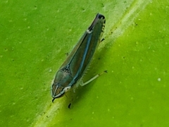 Graphocephala