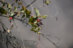 Tristerix peruvianus