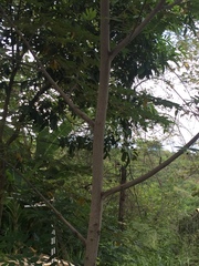 Senna siamea