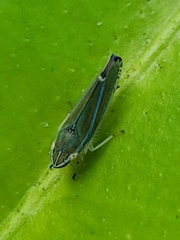 Graphocephala