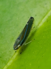 Graphocephala