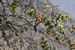 Tristerix peruvianus