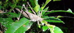 Phricta spinosa