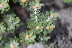 Banksia praemorsa