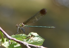 Calopteryx