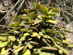 Crassula cultrata